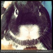 Sunny Ko's photo