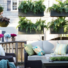 Hanging Plants