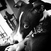 Pierre Roussel's photo