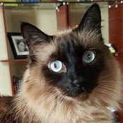 Lisa Tidwell's photo