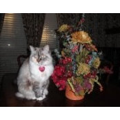 Carol Danforthさんの写真