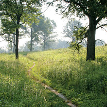 Landscape Ideas
