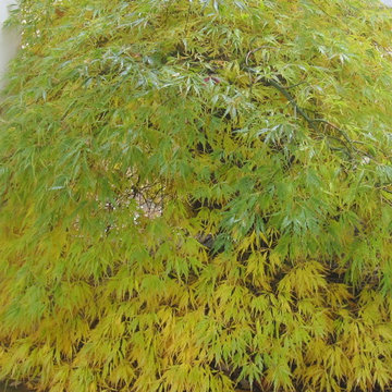 Waterfall Japanese maple
