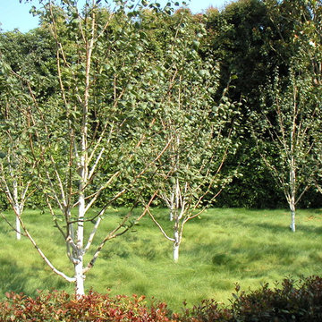 montecito restoration 7