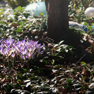 Residential Garden, Louisville, Est. 2006