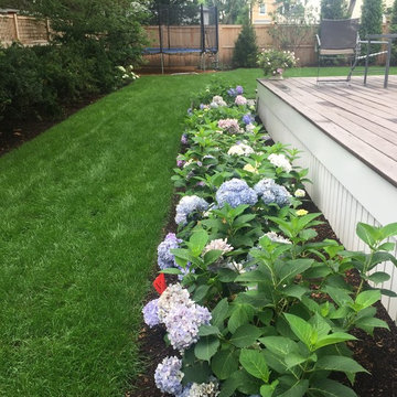 'bloomstruck' hydrangeas
