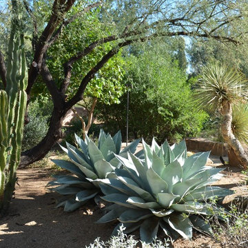 Southwestern Plants