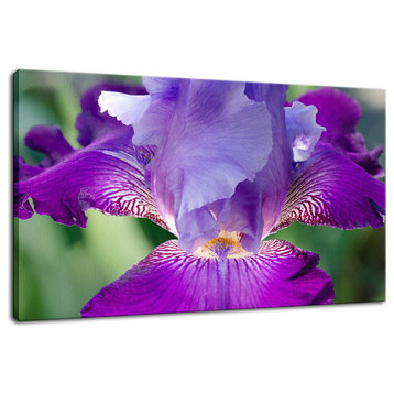 Glowing Iris Floral Nature Photography Canvas Wall Art Print, 16" X 20"