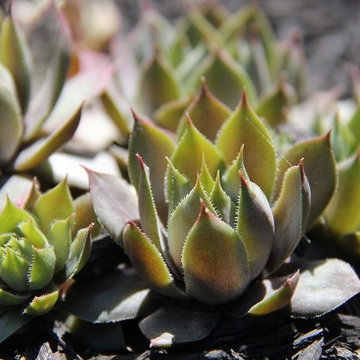 Succulents