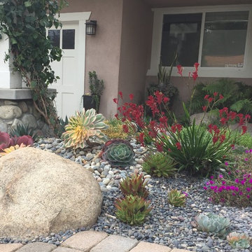 Succulent garden