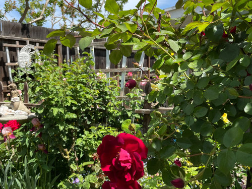 Dr Huey Growing In Tree Rose