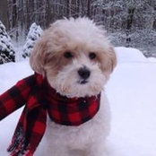 Brigid McCartney's photo