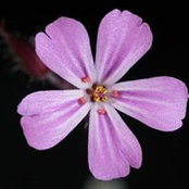 Foto de Joy Ikeda