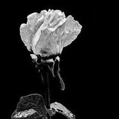 Leonard Butucea's photo