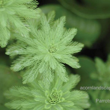 Water (POND) Garden Plants in the Rochester (NY) Area-Information & Advice