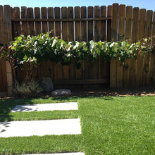 Backyard Vineyard