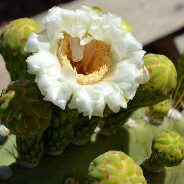 Cactus Flowers