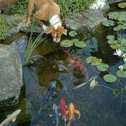 A Koi Ponds Natural Eco-System (Long Island/NY): - Outdoor Fountains And Ponds
