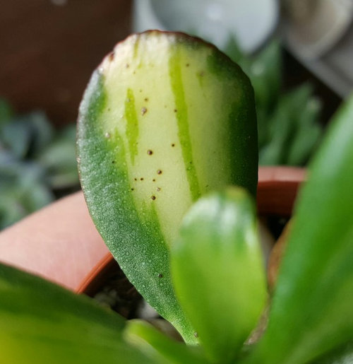 Is this scale on my jade plant??