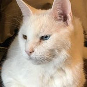 Lee Adelson's photo
