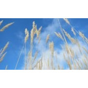 Olga Beglarashvili's photo