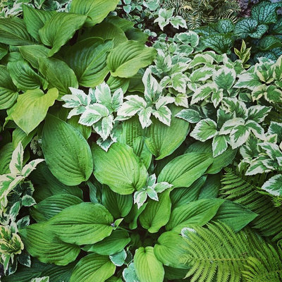 Классический Дворик by ГАЗОН365