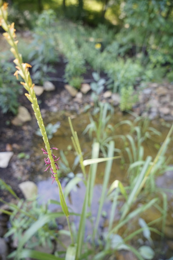 French Broad Rain Garden