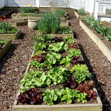 Veggie Garden