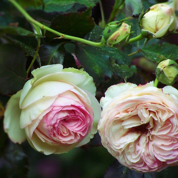 Pierre de Ronsard/Edn Rose/Meiviolin