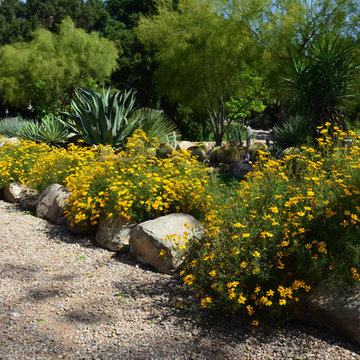 Southwestern Plants