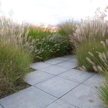 Grasses and a view