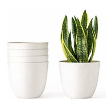 Plants