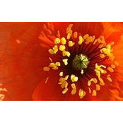 Ellena Solaris's photo