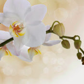 TRISH BALLARD's photo
