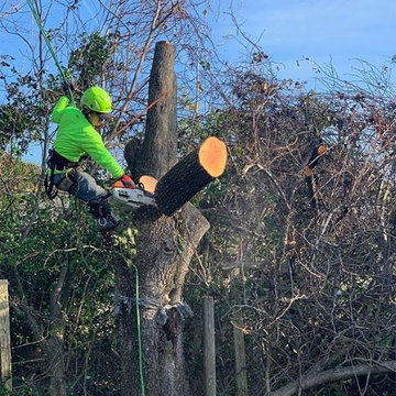 Tree Removal Service in SC