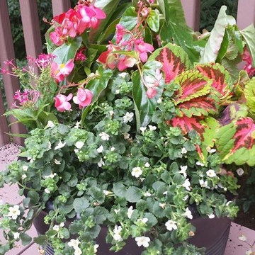 Container Gardens-Randolph