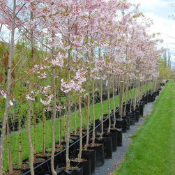 Large grade trees - Products