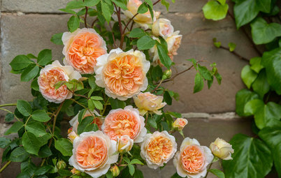 Sneak a Peek at Some of Next Year’s Irresistible New Roses