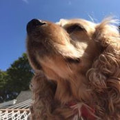 Joe Pasipanki's photo