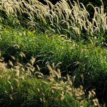 No-Mow Meadow Garden