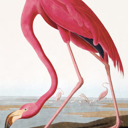 American Flamingo - Artwork