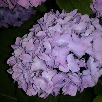 Hydrangea Festival Contest