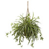 Spider Plant Hanging Basket