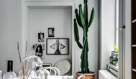 Candelabra Tree Is One Cool Cactus Look-Alike