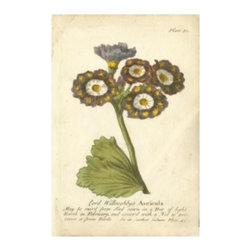 Vintage Auricula I - Prints And Posters