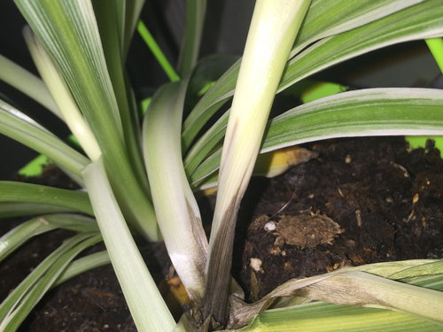 What did I do wrong...spider plant dying after 1 month