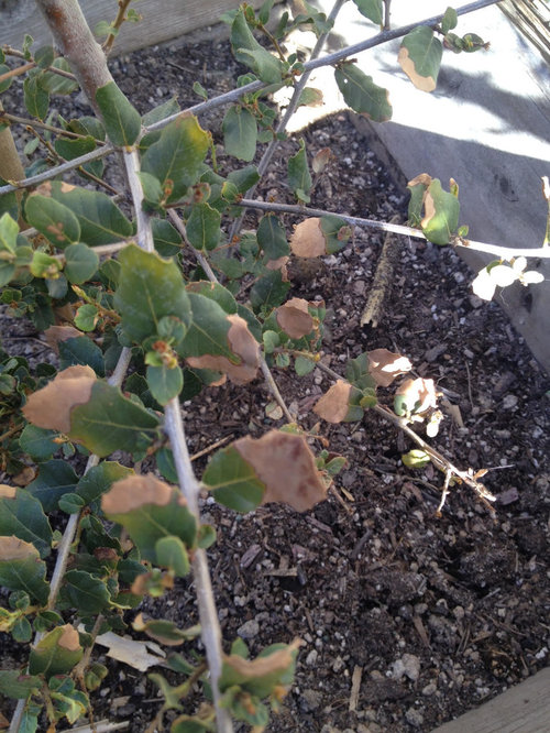 Oak tree leaves turning brown Why?