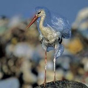 Foto von Robin Campbell Ling