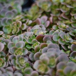 Current Featured Plants - Products