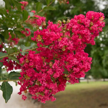 Pink Flowering Trees or Shrubs